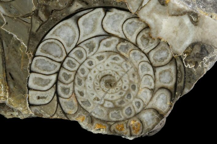 Polished Fossil Goniatite Cluster - Germany #125438